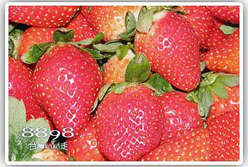 大湖草莓‧新興高架草莓園